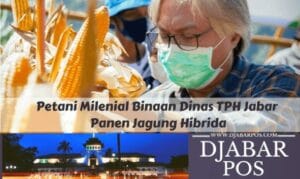 Petani Milenial Binaan Dinas TPH Jabar Panen Jagung Hibrida