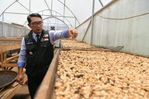 Ridwan Kamil Lepas Ekspor Kopi Garut ke Belanda Senilai Rp 4 miliar￼