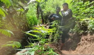 10 Hektare Ladang Ganja Siap Panen di Lereng Gunung Karuhun Cianjur￼