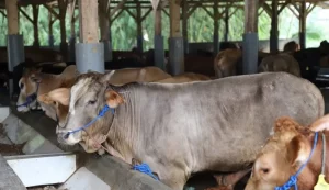 1.749 Hewan Ternak di Garut Sembuh dari PMK￼