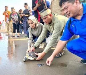 Puluhan Penyu (Tukik) Dilepasliarkan Ke Habitatnya Di Pantai Sunset Pangandaran