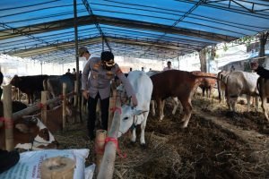Jelang Hari Raya Idul Adha, Polisi Rutin Cek Hewan Kurban
