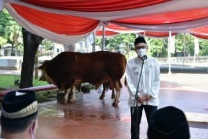 Wapres Kurban Sapi Simmental Seberat 1 Ton di Istiqlal