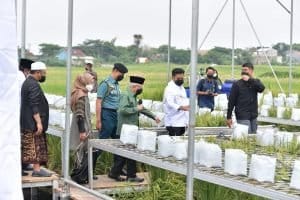 Inovasi Pertanian Lindungi Negara dari Krisis Pangan