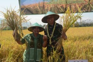 Pangdam III/Siliwangi Panen Raya Padi Demplot Bios 44 DC Di Cicalengka