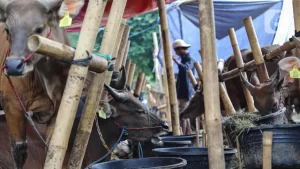 Pantauan PMK dan Sentralisasi Lokasi Penjualan Hewan Kurban di Kota Bandung