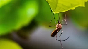 Ribuan Orang di 4 Kelurahan Kota Bandung Akan Dititipi Ember Nyamuk Wolbachia