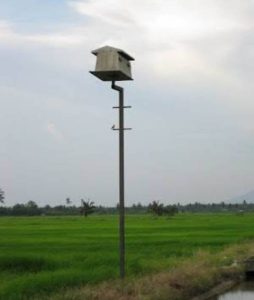 Teknologi IPHA dan Burung Hantu: Duet Inovatif Dongkrak Hasil Panen