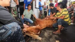 18 Ribu Hewan Kurban di Bandung Dipantau, Farhan Turun Langsung