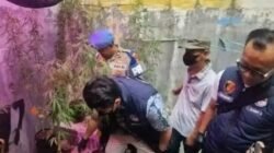 Geger! ASN Kementerian PU Tanam 50 Pohon Ganja di Cileunyi Bandung
