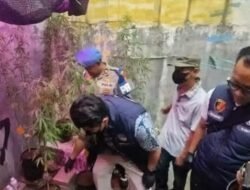 Geger! ASN Kementerian PU Tanam 50 Pohon Ganja di Cileunyi Bandung