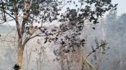 Proses Pemadaman Api di Kawasan Gunung Nagara Desa Sukanagara Kecamatan Cisompet Masih Berlangsung